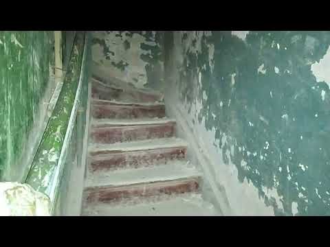 Видео: Желудок Дворец 11 2020