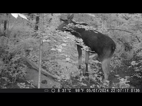 Видео: Фотоловушка | апрель - июль 2024 года | Лоси, косули, куница, лиса, кабаны