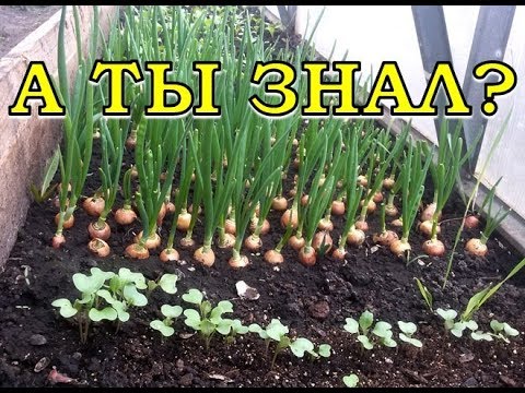 Видео: ПЕРВЫЕ ПОСАДКИ в теплице!