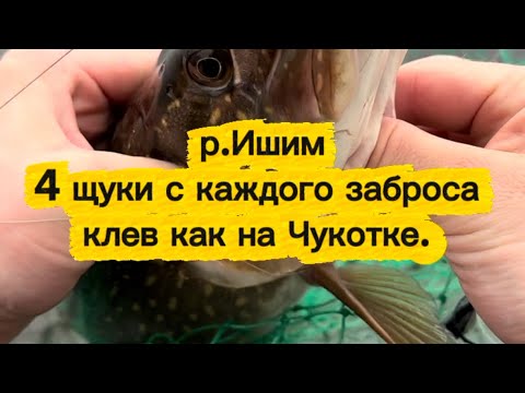 Видео: Щуки клюют одна за одной. Лето 2025г, р. Ишим.