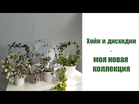 Видео: Хойи и дисхидии - моя новая коллекция