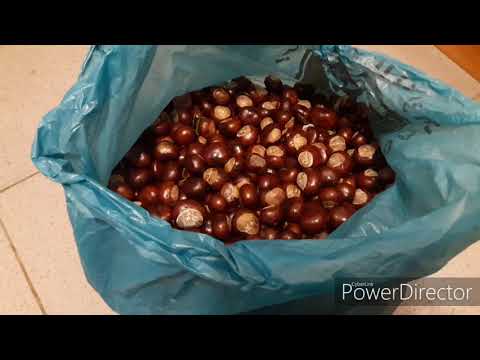 Видео: Сбор и сдача каштанов. Сдаю каштан конский.