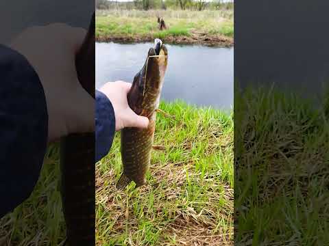 Видео: Щука на Pontoon21.часть2