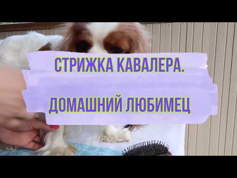 Видео: Стрижка кавалера. Домашний любимец.