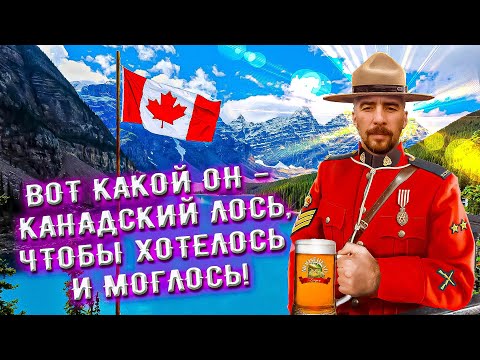 Видео: С миру по пиву #32 - Канада, Moosehead - Oatmeal Brown Ale