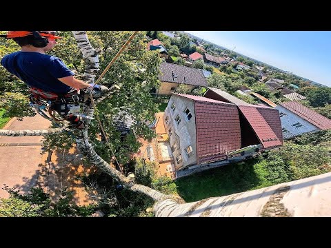 Видео: Спилил первое дерево после отпуска