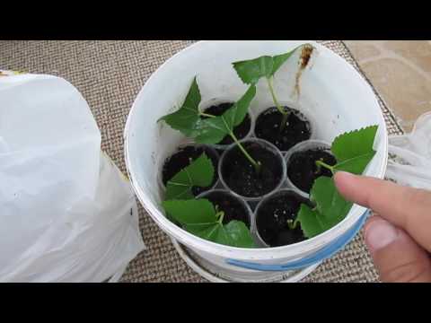 Видео: Зеленое черенкование в домашних условиях