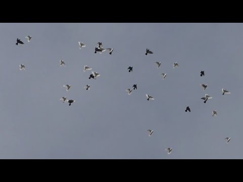 Видео: 20 октября 🦅 ястреб продолжает игнорировать 🕊️ голубей 😏