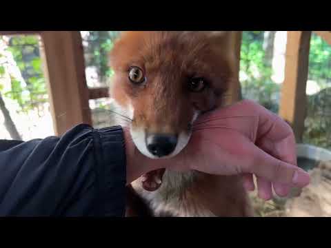 Видео: Алиса - лиса. Месть Алисе за то что меня разбудила в 5 утра #лисяо #животные #fox #лиса #собака
