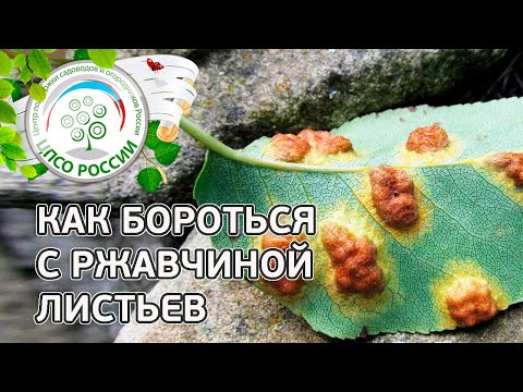 Видео: Ржавчина груши. Как бороться с ржавчиной листьев груши.
