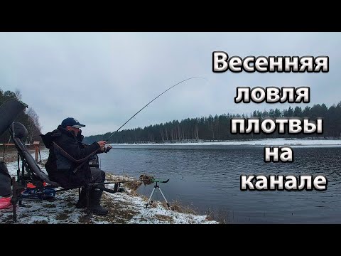 Видео: Весенняя ловля плотвы на канале.