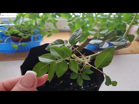 Видео: Роза, посаженная в пакет. Появились корни 🌿🌹👌 (промежуточные результаты посадки).