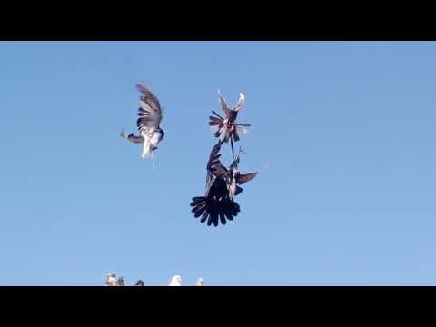 Видео: Николаевские голуби.Начинаем шевелить.