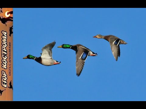 Видео: ОХОТА на КРЯКВУ🦆 на кукурузном поле.