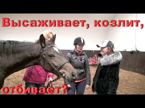 Видео: Почему молодая лошадь высаживает, козлит, отбивает?