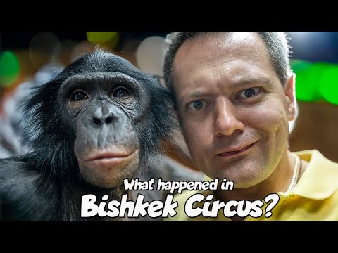 Видео: Что Произошло в Цирке Бишкека? Самая Милая Шимпанзе В Мире