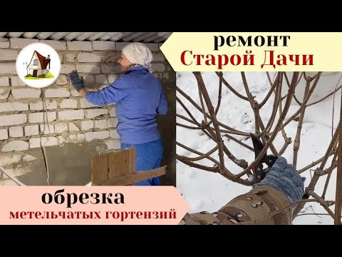Видео: Ремонт Старой Дачи. Обрезка метельчатых гортензий.