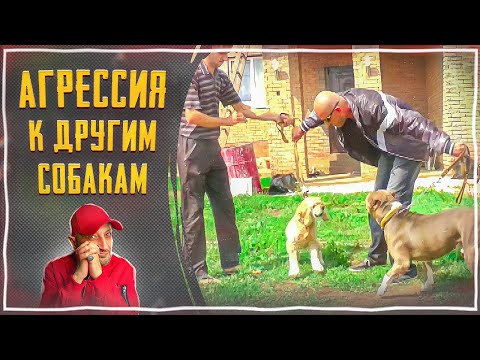 Видео: Агрессия к другим собакам(Кокер-спаниель)