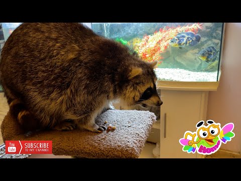 Видео: Пока енот Марсель смотрел телевизор, он очень проголодался.