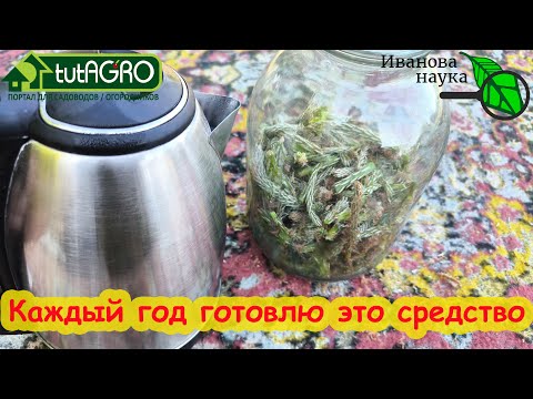 Видео: ОПРЫСКАЙТЕ ЭТИМ СРЕДСТВОМ и ВРЕДИТЕЛИ и БОЛЕЗНИ НЕ СТРАШНЫ! Готовим сами витамины для растений.