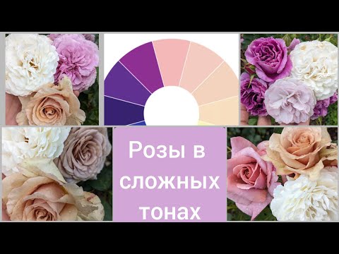 Видео: Сложные розы. Цветение утопленниц.30 июня 2023 г.