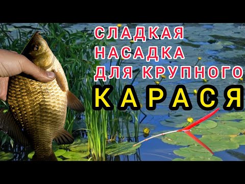 Видео: Поймай Карася на крючок!!! Насадка сладкая манка на Карася,насадка Плотву и Карпа.