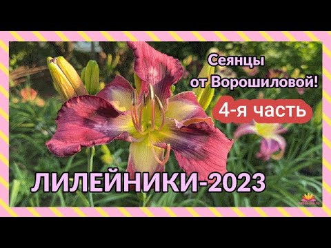 Видео: Сеянцы лилейников Ворошиловой. Часть 4 / Сад Ворошиловой