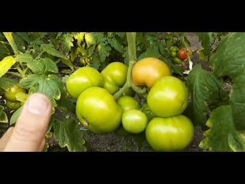 Видео: ОБЗОР - ТОМАТ ВРЕСТЛЕР f1 от DE Ruiter and Semenis - #wrestlerрулит