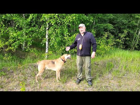 Видео: Русская гончая  Ругай II вл.  Фоктов  М. А.