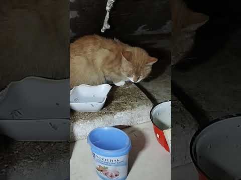 Видео: Вечернее кормление в новом составе😺💜
