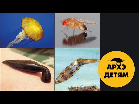 Видео: Гастрономические предпочтения беспозвоночных  | Вадим Марьинский (выпуск 24)