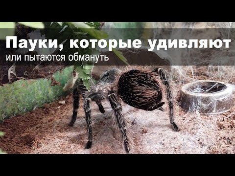 Видео: Мир пауков, медленное природоведение. Лекторий "Ходи-смотри", биолог Дина Рогатных и птицеед Лошадка