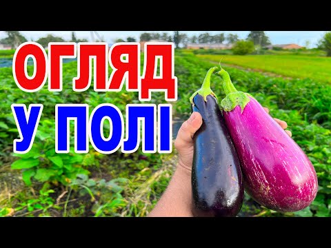 Видео: Кращі гібриди баклажанів 2025: урожай, кущі, плоди