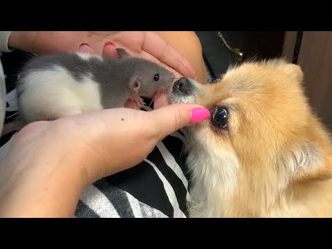 Видео: Первая встреча КРЫСЫ с собакой Алисой