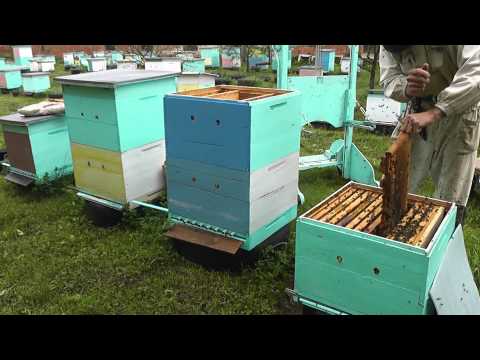 Видео: Метод Цебро работа № 10 формирование первого отводка