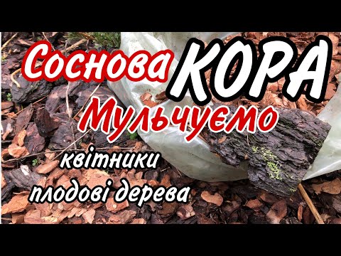 Видео: КОРА Соснова.Мульчування.Переваги.Недоліки.Для квітників, плодових дерев.Закислення грунту.Сад.Дача.
