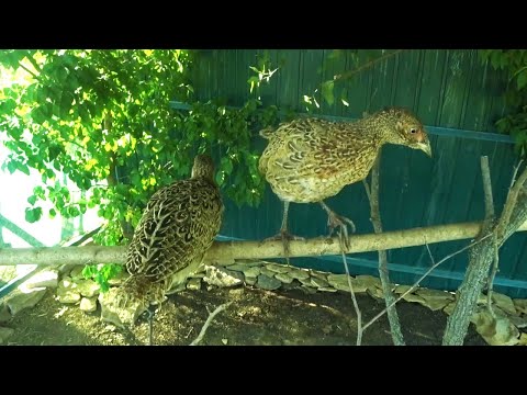 Видео: МОИ РУЧНЫЕ ФАЗАНЫ, КАК ОНИ ПОДРОСЛИ, ПЕРЕВОЖУ ФАЗАНЯТ В СУПЕР ВОЛЬЕР.
