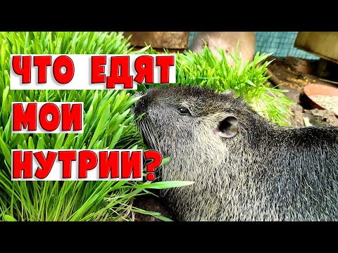 Видео: Что едят мои нутрии?