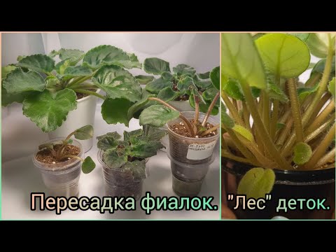 Видео: Пересадка фиалок. "Лес" деток.