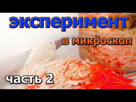 Видео: Фермнетация капусты вторая часть эксперимента