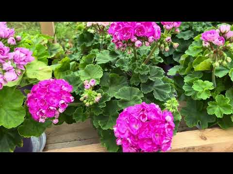 Видео: Обзор моих пеларгоний под навесом. Перебираюсь на Дзен. В описании ссылка на мой канал.