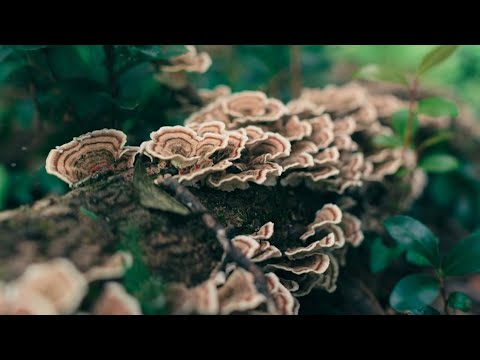 Видео: Траметес Разноцветный. eGOfarm/ЭгоФарм.