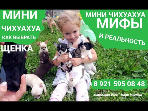 Видео: КАК выбрать ЩЕНКА #чихуахуа МИНИ по ВЕСУ и РАЗМЕРУ 17.10.23 #миничихуахуа МИФЫ И РЕАЛЬНОСТЬ #продаю