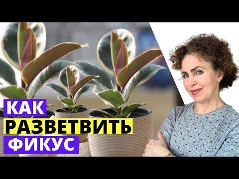 Видео: Как заставить ФИКУС ветвиться