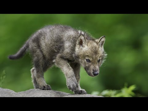 Видео: 💥 Осиротевший ВОЛЧОНОК пришел к людям, нуждаясь в заботе и любви!