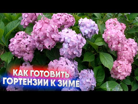 Видео: Как готовить гортензии к зиме