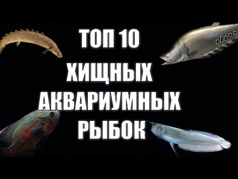 Видео: Топ 10 хищных аквариумных рыбок для вашего аквариума