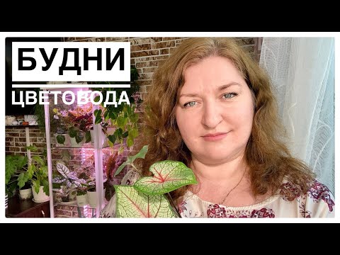 Видео: Будни цветовода | Пересаживаю каладиумы, обзор тепличек | 04.04.2022г.