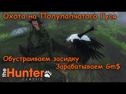 Видео: Охота на полулапчатого Гуся (Сороки) - Обустраиваем засидку