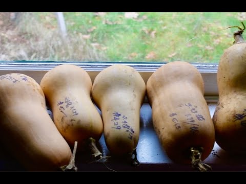 Видео: Вяление мускатной тыквы для достижения оптимального вкуса